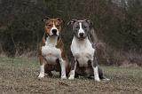 AMSTAFF ADULT 399